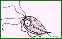 الامراض المعدية Trichomonas3