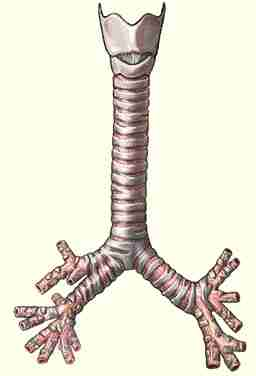 معلومات عن الربو Bronch1a