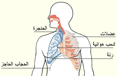 أمراض الجهاز التنفسي Respiratory tract Rt2a