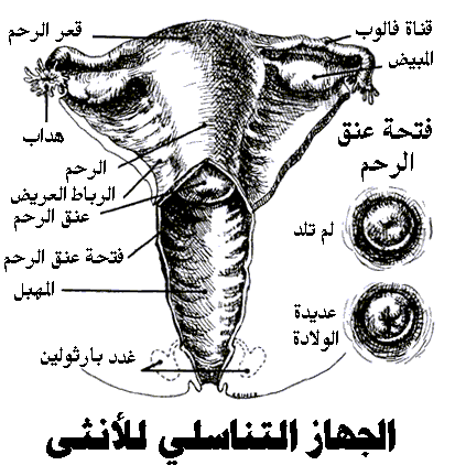 الامراض المعدية Gt-f1a