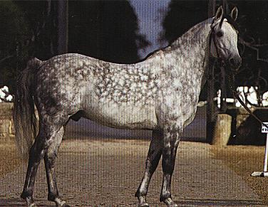 Les diffrentes robes de chevaux Gris