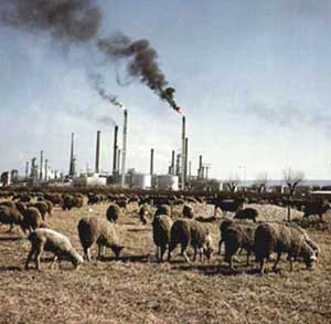 Les Poules de la Zone Sud-Est Arche_p5_Moutons_Berre