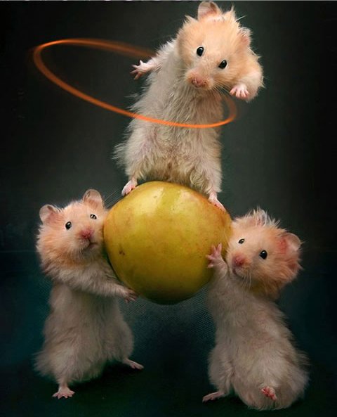 Images rigolottes... - Page 2 Hamsters