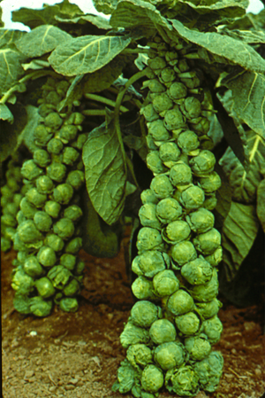 Brussels Sprouts? Brusselssprouts.v2