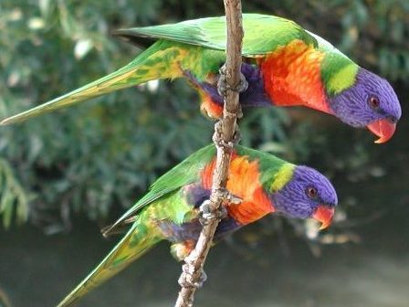 البغباء .. الثرثار الظريف Parrots