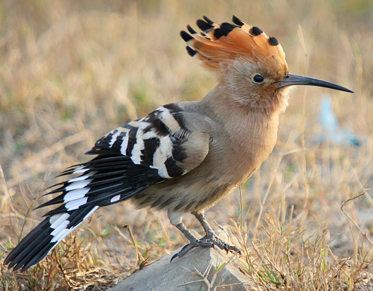 طائر الهدهد Hoopoe