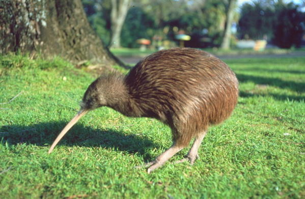 طائر الكيوي Newzealand