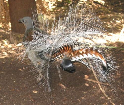 طائر القيثارة Lyrebird