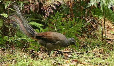 طائر القيثارة Lyrebird0