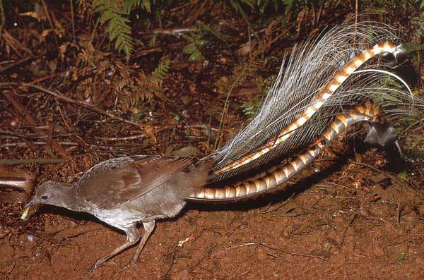 طائر القيثارة Lyrebird1