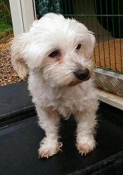 DIFIX/IDEFIX BICHON FRISE 7 ANS SECOURS FRANCAIS ANIMAUX Bichon16