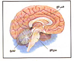 الصرع Epilepsy2