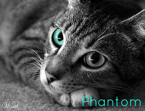 Phantom ~ WindClan JnQ1fqW3iuK_9036748