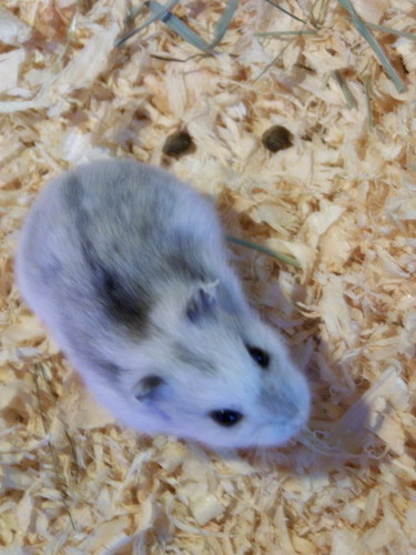 [Animaux] Votre plus fidèle compagnon Hamster