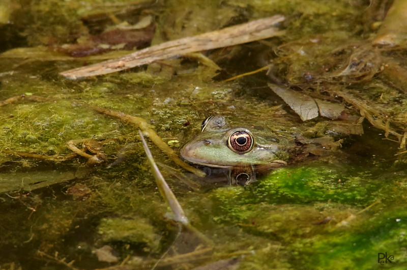 Mares et marais 2013-04-10_13-00-30_4