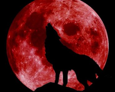 Rare celestial event coming soon - "Super Wolf Blood Moon" Blood-moon-with-wolf-370x297