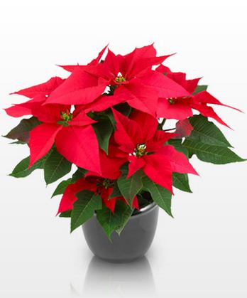 Hoa, quà, đồ trang trí: Giáng sinh an lành với sắc hoa rực rỡ  Product1-3835-46501