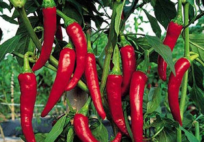 «رذاذ الفلفل» تجربة هندية لمكافحة الاغتصاب Red-pepper-1456