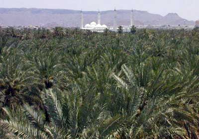  المدينة المنورة تسجل أعلى رقم قياسي في العالم فى عدد أشجار النخيل Medina%20trees