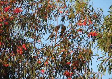 العثور على أشجار أوكالبتوس تنبت ذهبًا في أستراليا Eucalyptus-trees