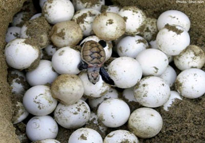 بالصور سلاحف البحر الأحمر المهددة بالانقراض تضع بيضها Turtle-eggs