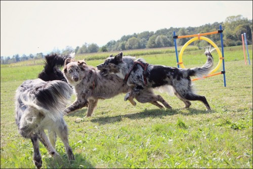 Avstralski Ovčar [Australian Shepherd] Img8128x