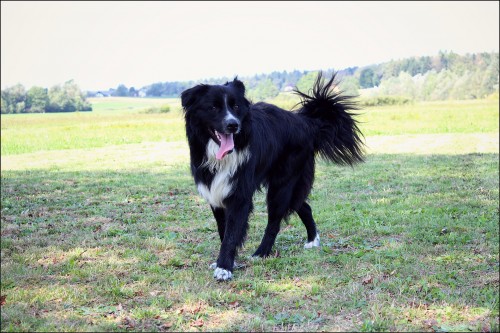 Avstralski Ovčar [Australian Shepherd] Img8060x