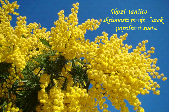 HAIKU - Page 3 Skozi-tancico2014-mimosa