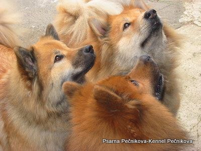 Evrazijec (Eurasier) Img0009