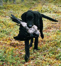 Kodrasti prinašalec [ Curly - coated Retriever ] Frejavaris1