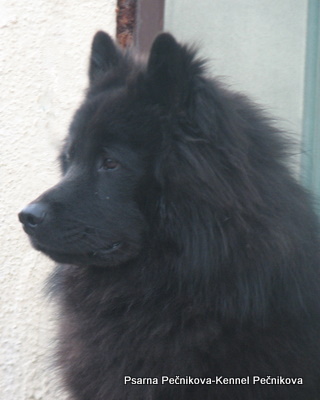 Evrazijec (Eurasier) Img9640