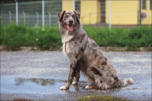 Avstralski Ovčar [Australian Shepherd] Img8710x