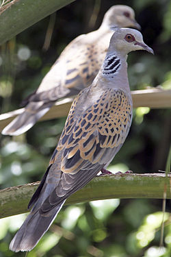 Divja grlica (Streptopelia turtur) 250px-europeanturtledove