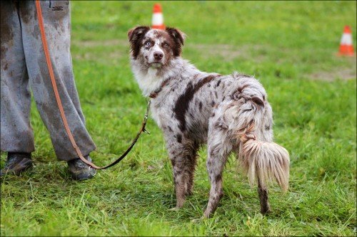 Avstralski Ovčar [Australian Shepherd] Img8016x