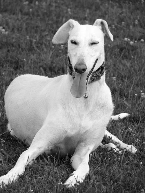 Galgo Espanol - Neka - Page 2 Dsc0157515ebx