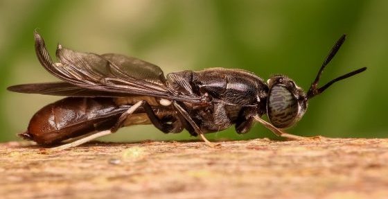 !!!!!-ALERT- !!!!!--Ecological Armageddon Warning As Insect Population Numbers Plummet: ‘Everything Is Going To Collapse’ Insect-e1508417731808
