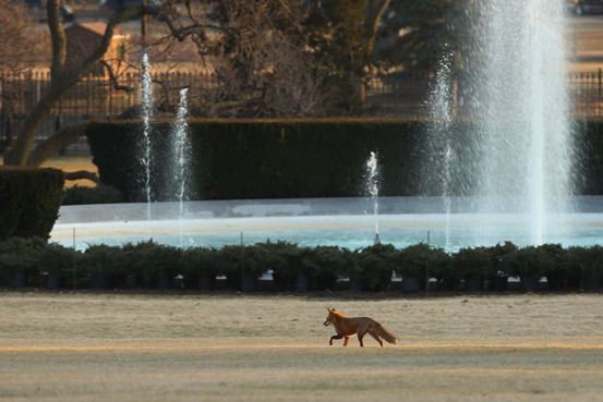 LOL, fox gets past Secret Service, gatecrashes White House BN-CK699_0417WH_G_20140417150905