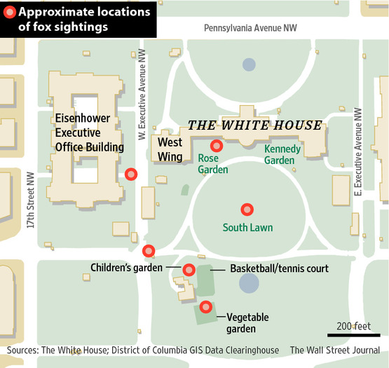 LOL, fox gets past Secret Service, gatecrashes White House P1-BP842_WHITEH_G_20140417175122