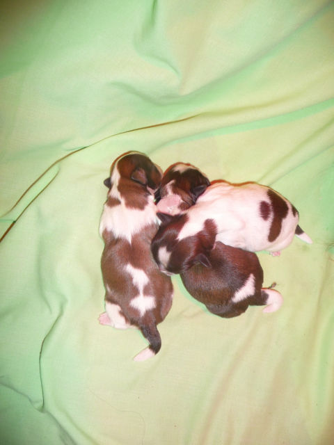 Des pikits shih tzu 16zl1b