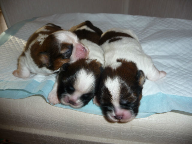 Des pikits shih tzu - Page 3 23gn5l