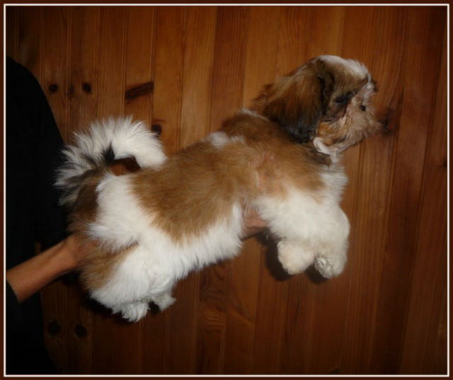 Des pikits shih tzu - Page 9 25rkfd