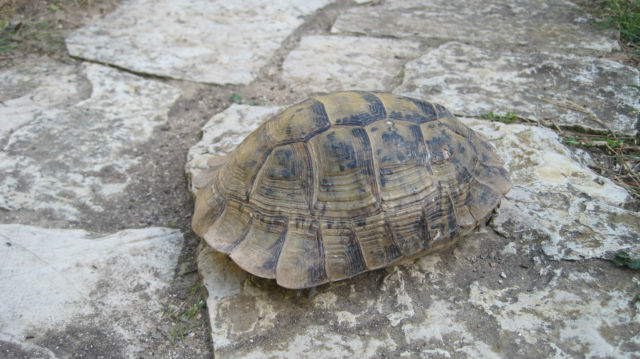 identification tortue de terre 16048t