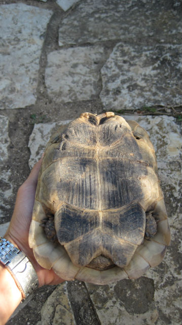 identification tortue de terre 169ww0