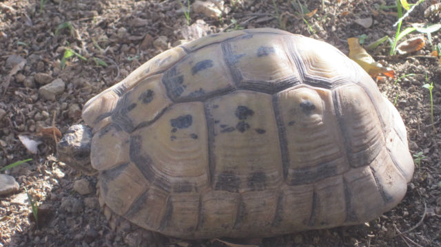 identification tortue de terre 16bvl6