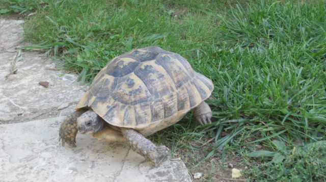 identification tortue de terre 16l2gm