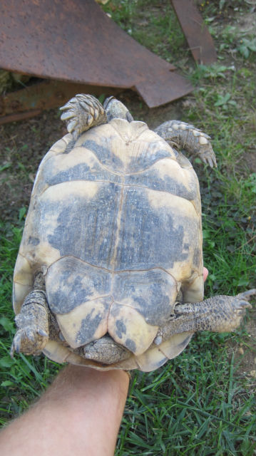 identification tortue de terre 16on5e