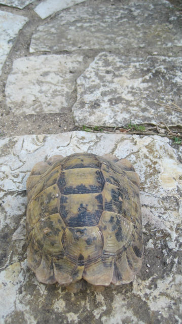 identification tortue de terre 16yitq