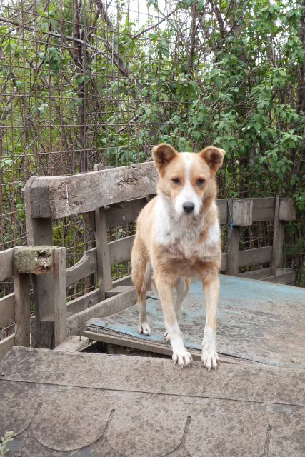 Urgent - YELLOU - x  12 ans (x berger/akita ?)  (5 de refuge) Arche d'Eternité - Lenuta (Roumanie) 13fu3u