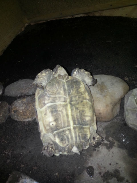 la photo de ma sulcata  21djyv