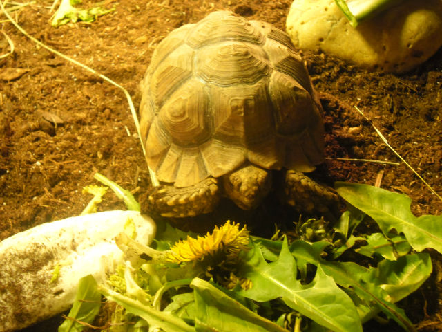 Voila mon nouveau terrarium pour ma sulcata !!!!! 245cc8